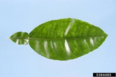 citrus psoriosis