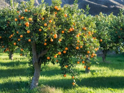 orange tree