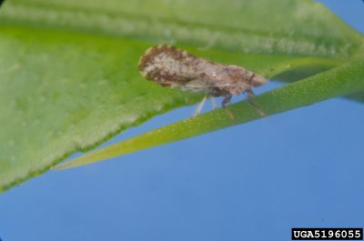 Asian citrus psyllium