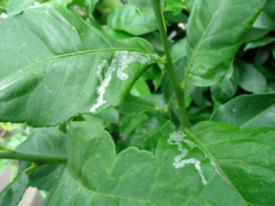 citrus leaf miner