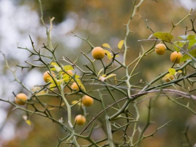 lemon thorns