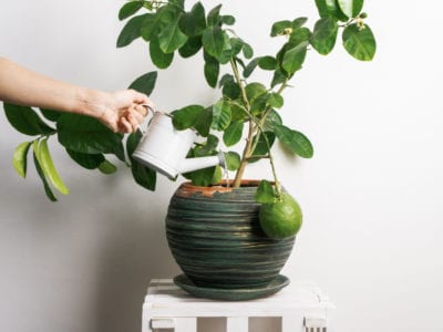 watering citrus tree