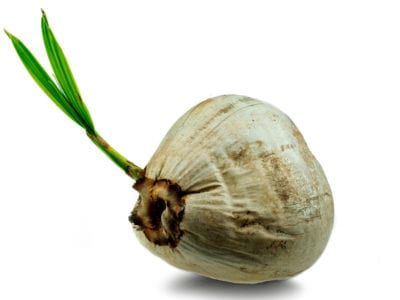 young sprout of coconut tree