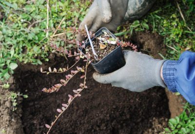 cranberry propagation