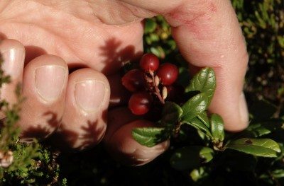 picking cranberries