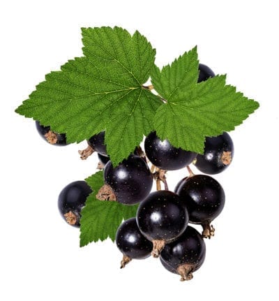 black currant leaf