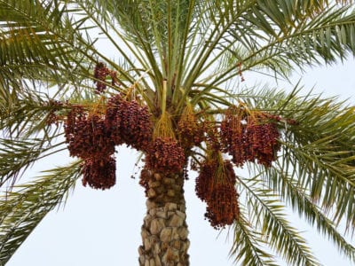 date palm