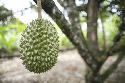durian fruit