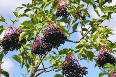 Elderberry