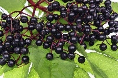 elderberries
