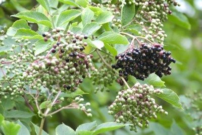 elderberry bush