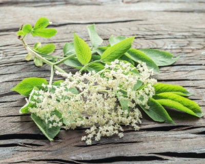elderflower