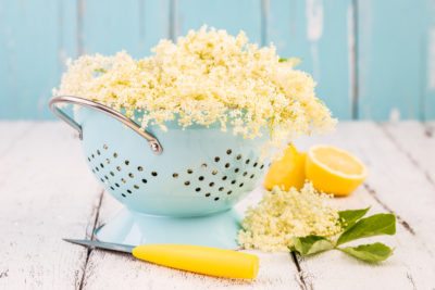 elderflowers