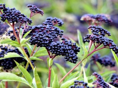 elderberry