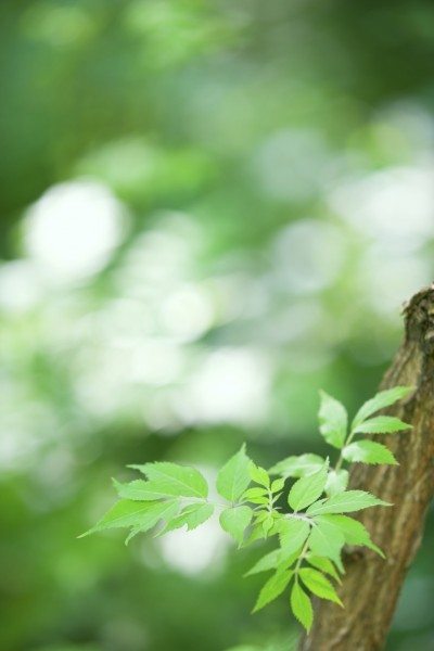 elderberry cuttings