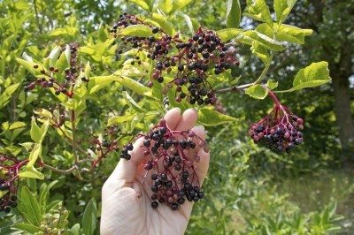elderberry picking