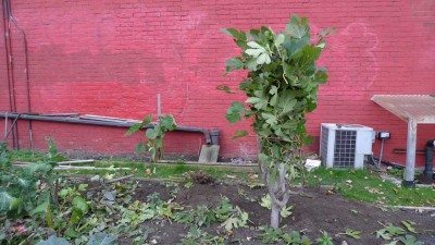buried fig tree