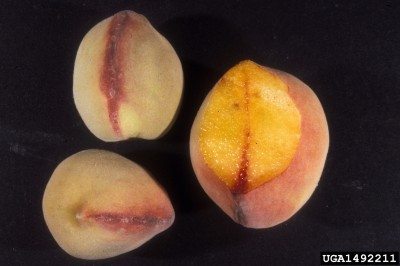 fruit affected peach yellows