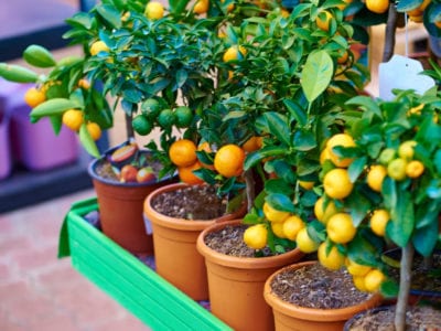 orange tree 1
