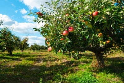 orchard microclimate