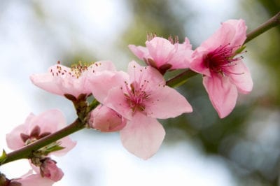 peach blossom