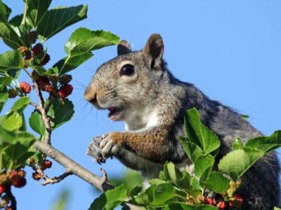 squirrel fruit tree
