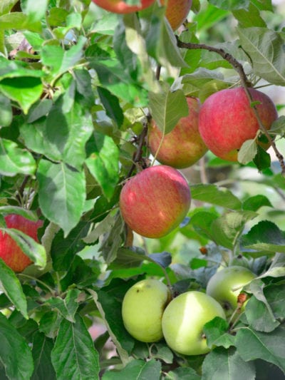 multiple apple fruit