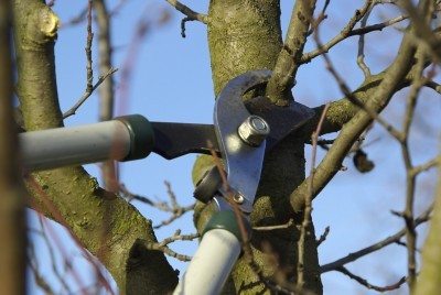 fruit tree pruning