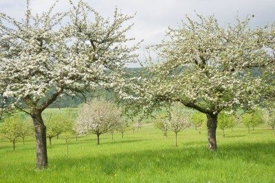 fruit trees