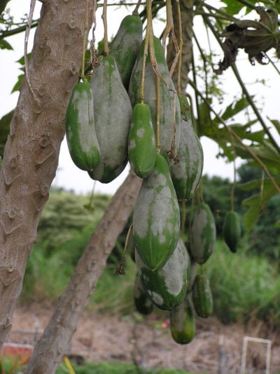 Papaya powdery mildew