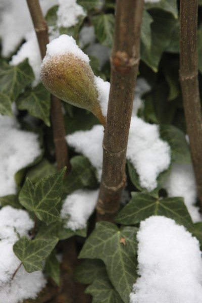 fig in snow