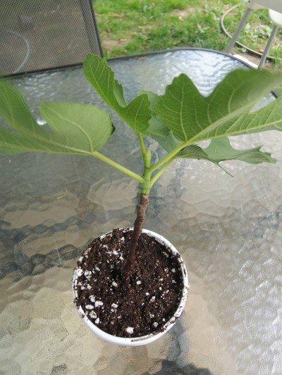 fig cutting