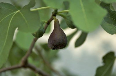 fig fruit