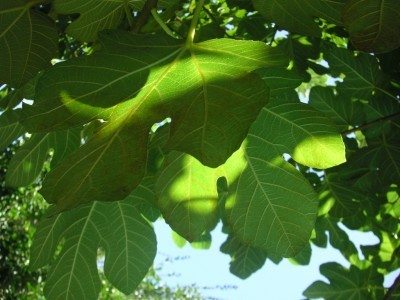 fig leaves