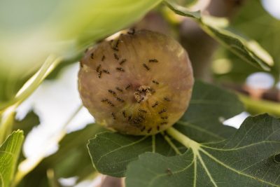 fig pests