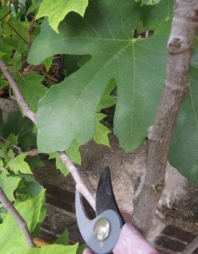 fig pruning