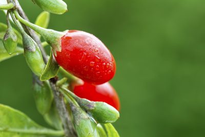 goji berry pot