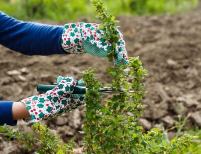 pruning gooseberry