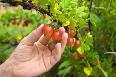 picking gooseberry