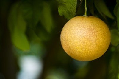 grapefruit tree