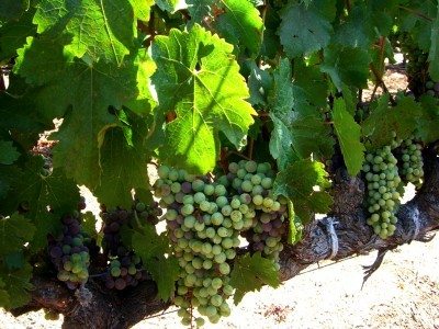 grapevines1