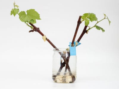 isolated rooted grapevines