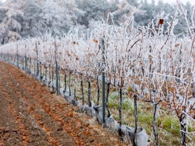 vineyards in winter