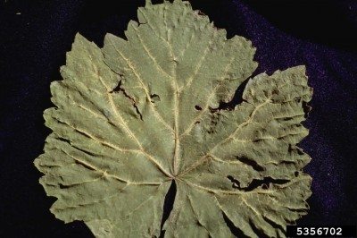 grape fanleaf virus