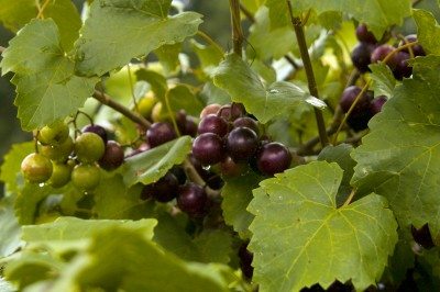 muscadine grapes