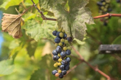 wild grapes