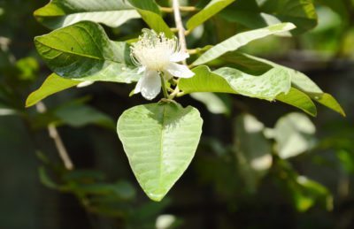 guava bloom