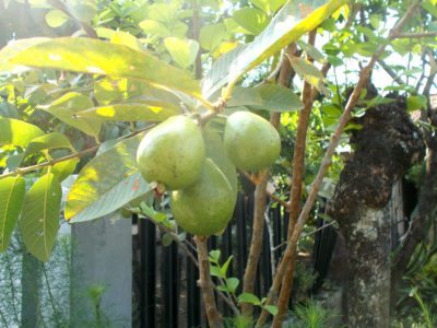 guava fruit