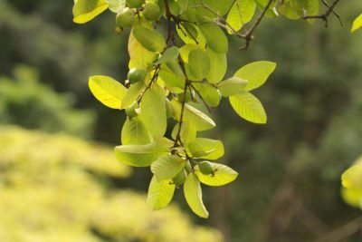 guava leaves