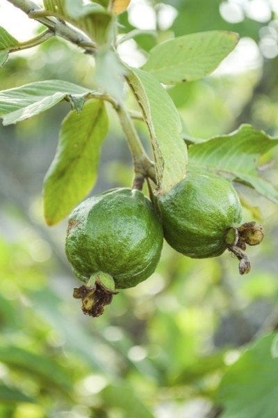 guava tree1